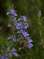 Rosemary.jpg