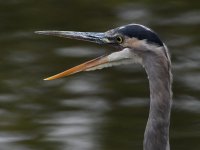 BlueHeron.jpg