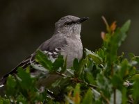 Mockingbird2.jpg