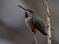 Hummer5.jpg