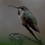 Hummer15.jpg