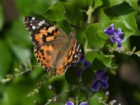 PaintedLady3.jpg