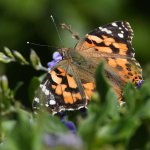 PaintedLady8.jpg