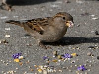 Sparrow3.jpg