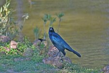 750_0080_L_sm.jpg