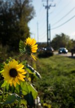 Sunflowers on 94 (1)-1.jpg