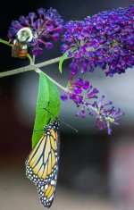 Butterfly and Bee 2-1.jpg
