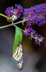 Butterfly and Bee 3-1.jpg