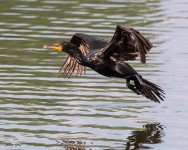 CormorantFlight-996.jpg