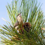PygmyNuthatch-996.jpg