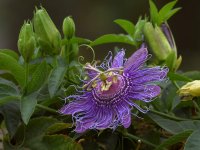 Passiflora.jpg