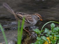 Sparrow7.jpg