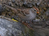 Sparrow9.jpg