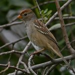 Sparrow14.jpg