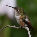 Hummer30.jpg