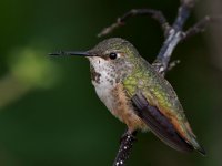 Hummer37.jpg