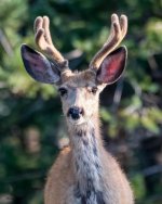 DeerYoungBuck-996.jpg