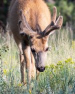 DeerYoungBuck-997.jpg