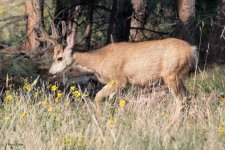 DeerYoungBuck-998.jpg