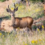 DeerYoungBuck-999.jpg