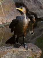 Cormorant2.jpg