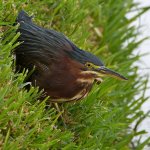 GreenHeron2.jpg