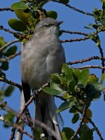 Mockingbird.jpg