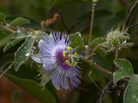 Passiflora.jpg