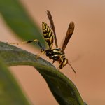 Wasp5.jpg