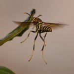 Wasp4.jpg