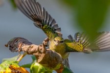20210910-Female Common Yellow Throated Warbler-RD5_4291.jpg