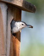 WBNuthatch-1000.jpg