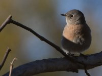 Bluebird5.jpg