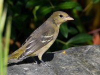 Goldfinch2.jpg