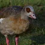Goose2.jpg
