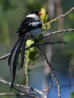 Whydah4.jpg