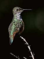 Hummer2.jpg