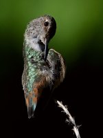 Hummer9.jpg