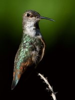 Hummer10.jpg