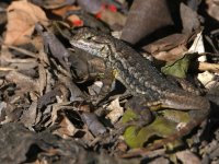 Lizard2.jpg