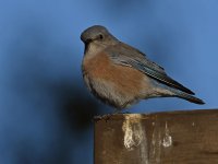 Bluebird3.jpg