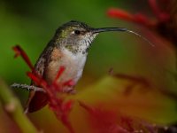 Hummer2.jpg