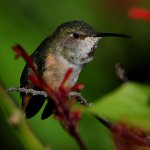 Hummer8.jpg