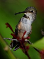 Hummer23.jpg