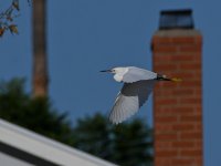 Egret3.jpg