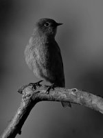 BluebirdBW.jpg