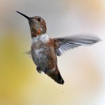 Hummer4.jpg