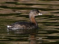Grebe3.jpg