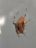 OrbWeaver.jpg