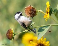 Chickadee-999.jpg